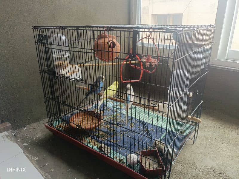 6 Parrots with foldable cage and ACCEROIES for sale 0