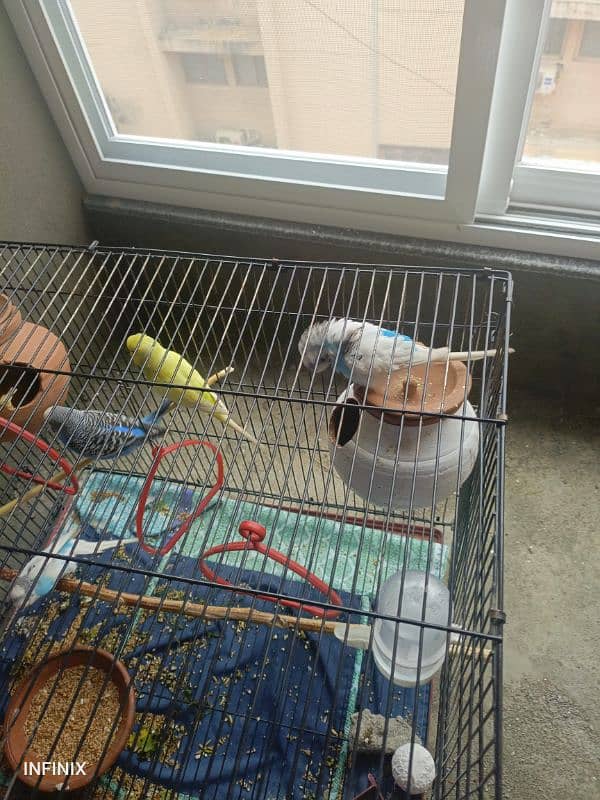 6 Parrots with foldable cage and ACCEROIES for sale 1