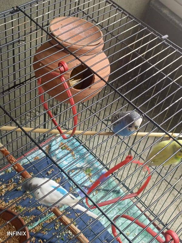 6 Parrots with foldable cage and ACCEROIES for sale 2