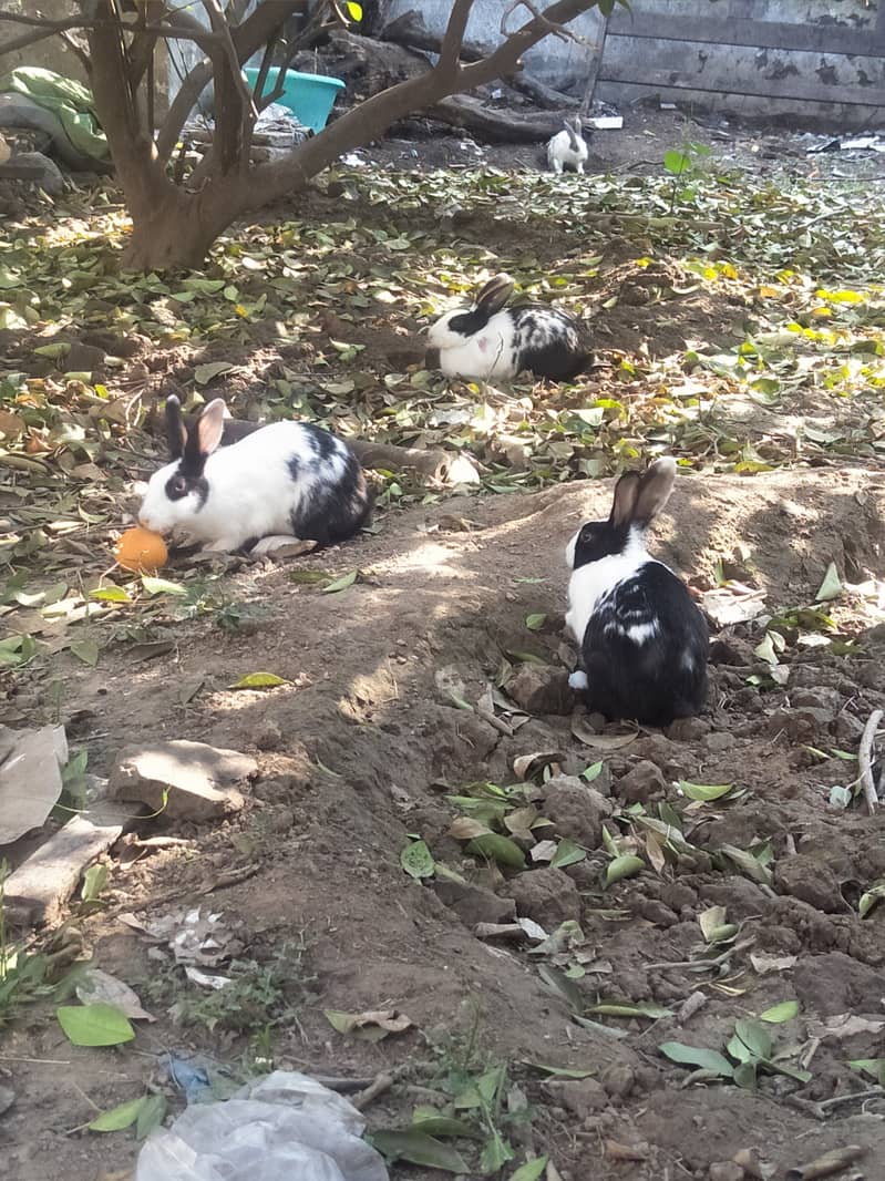 rabbit females 3