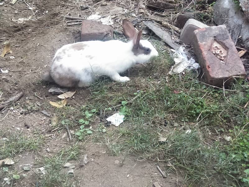 rabbit females 4