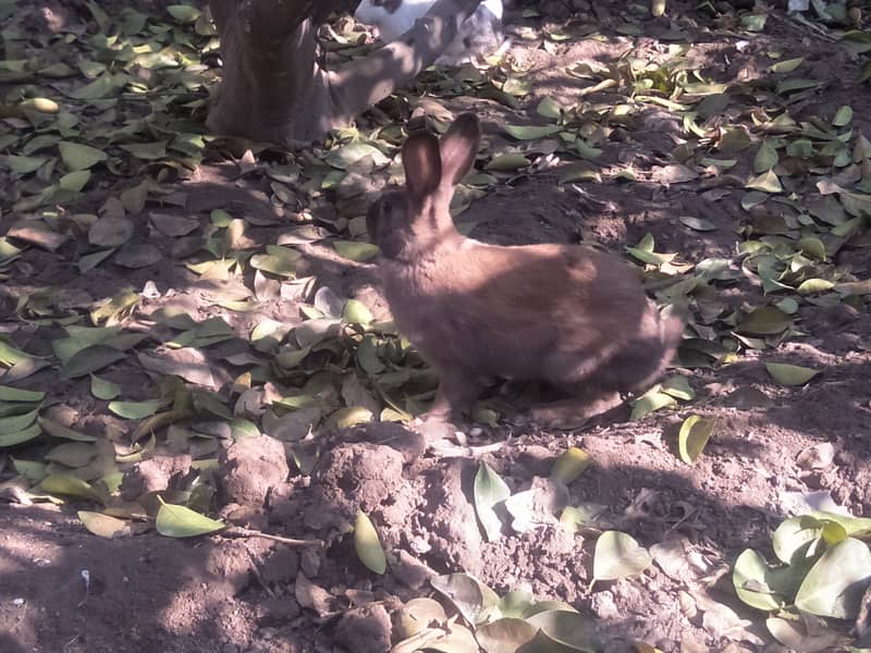 rabbit females 5