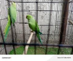 ringneck pair with cage and box