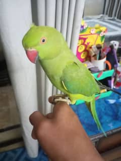 ringneck for sale