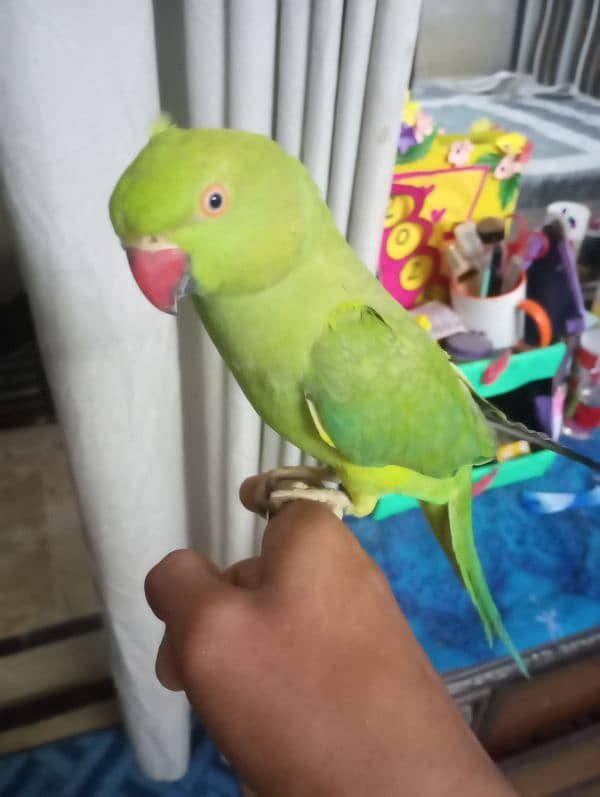 ringneck for sale 0