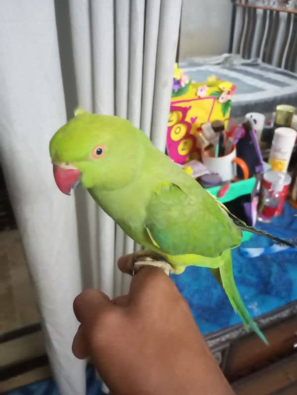 ringneck for sale 2