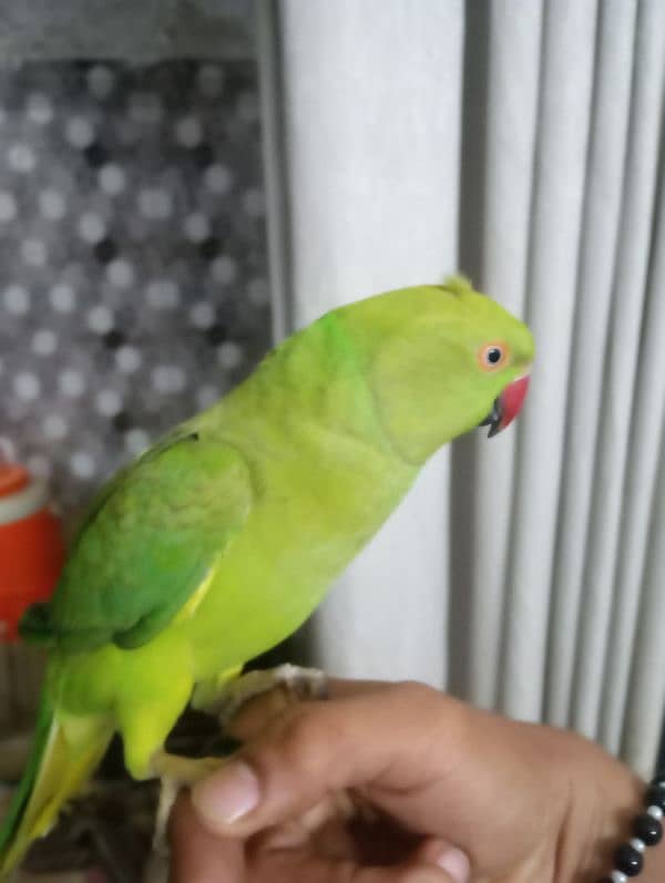 ringneck for sale 3