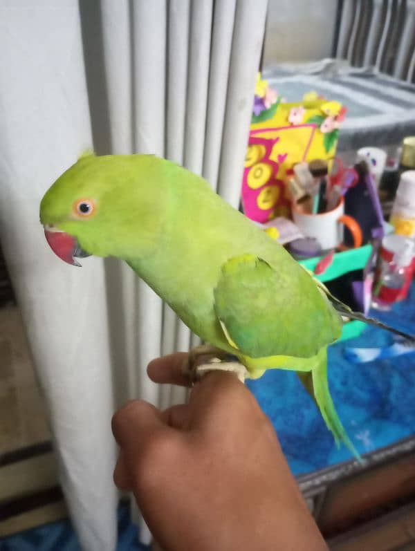 ringneck for sale 4