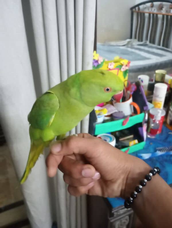 ringneck for sale 5