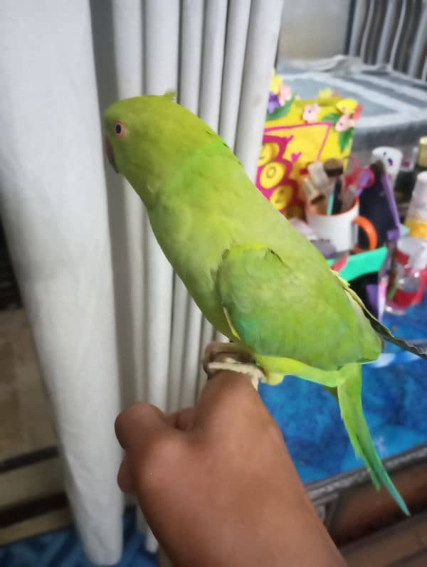 ringneck for sale 6