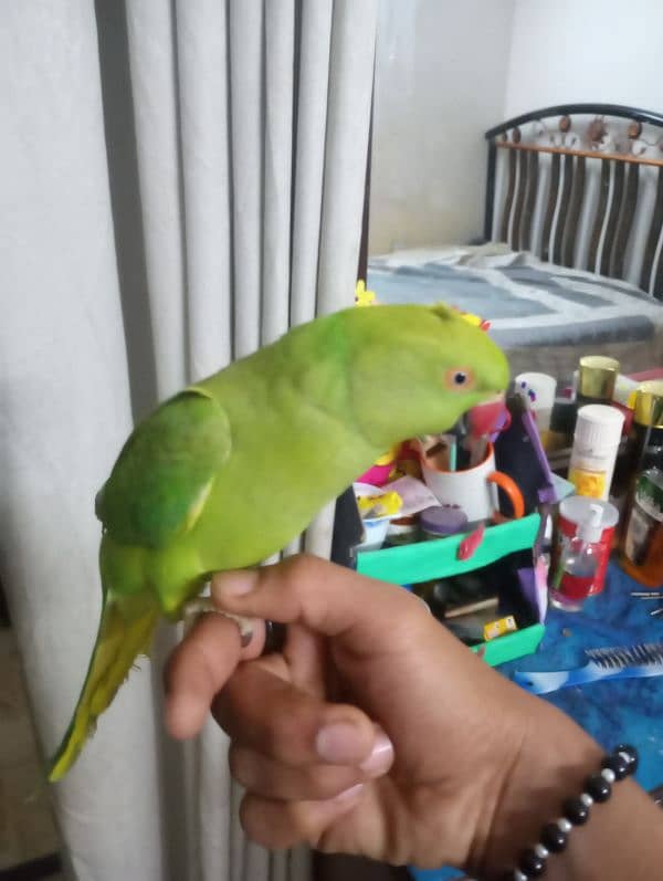 ringneck for sale 7