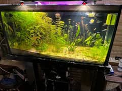 3 feet Planted Aquarium For Sale Poora setup