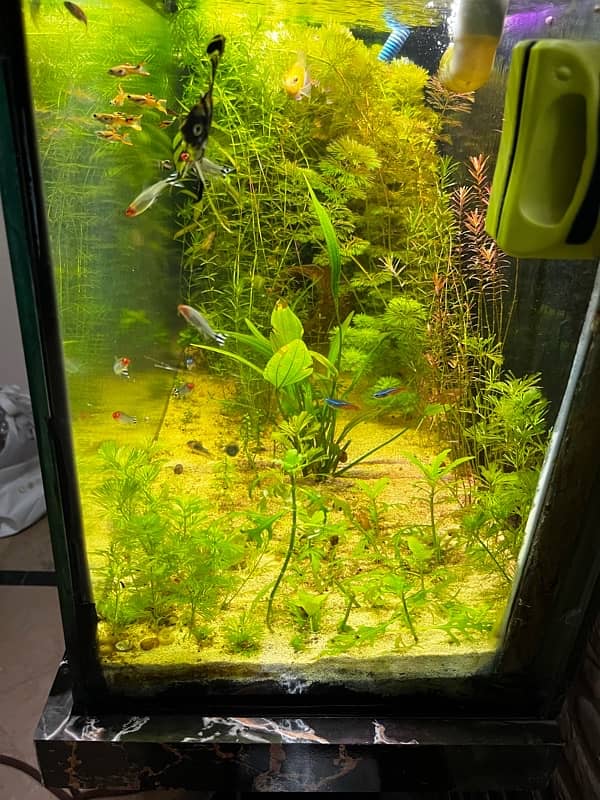 3 feet Planted Aquarium For Sale Poora setup 1