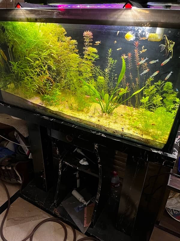 3 feet Planted Aquarium For Sale Poora setup 2