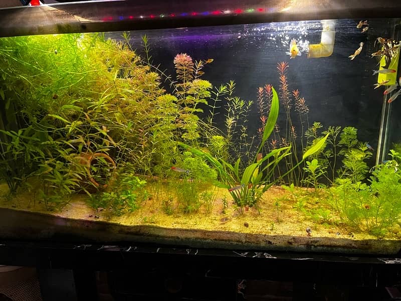 3 feet Planted Aquarium For Sale Poora setup 3