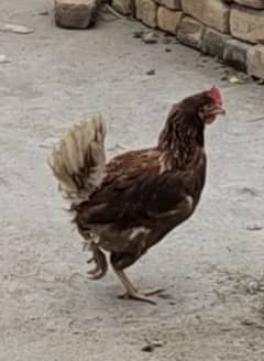 Lohman brown hen egg laying for sale