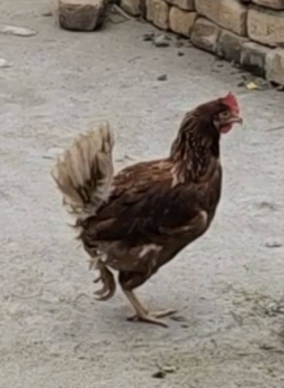 Lohman brown hen egg laying for sale 0