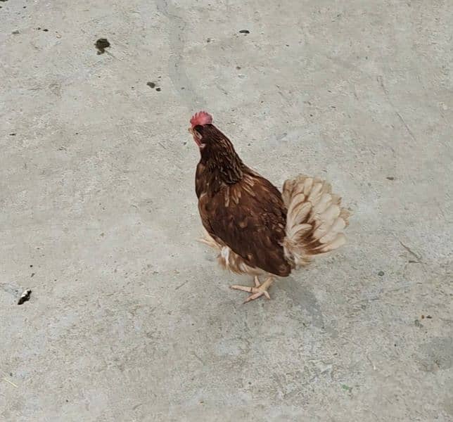 Lohman brown hen egg laying for sale 1