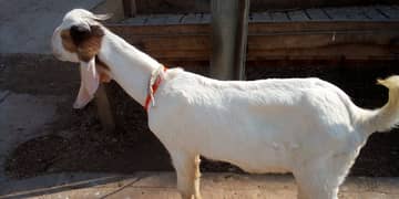 Bakra