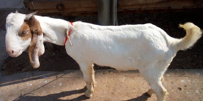 Bakra For Sale 1