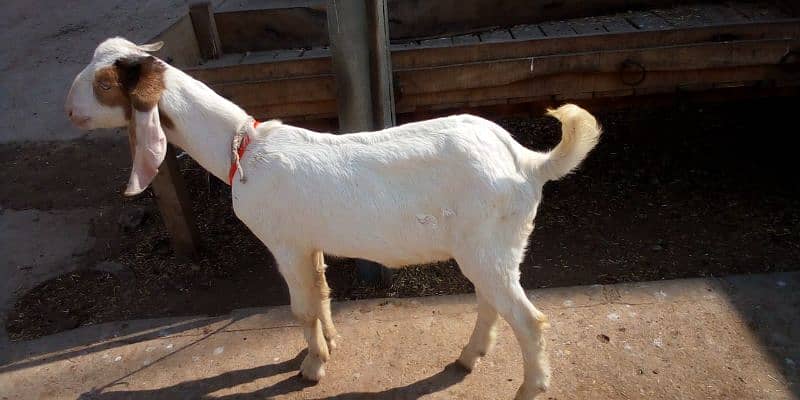 Bakra For Sale 3