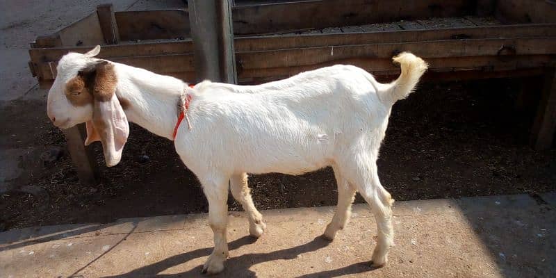 Bakra For Sale 4