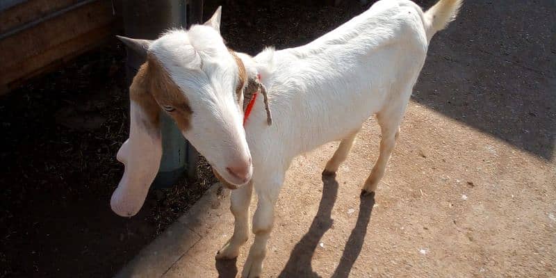 Bakra For Sale 5