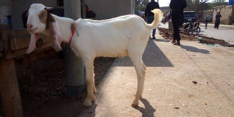 Bakra For Sale 6