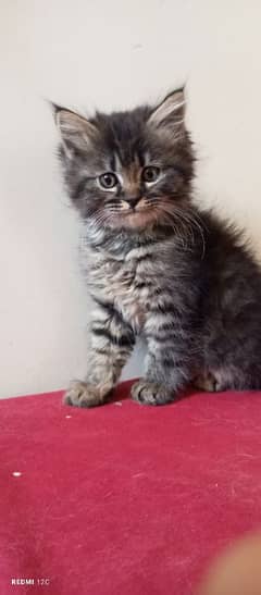 Pure Persian Triple coated male kitten