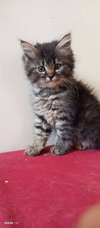 Pure Persian Triple coated male kitten 0