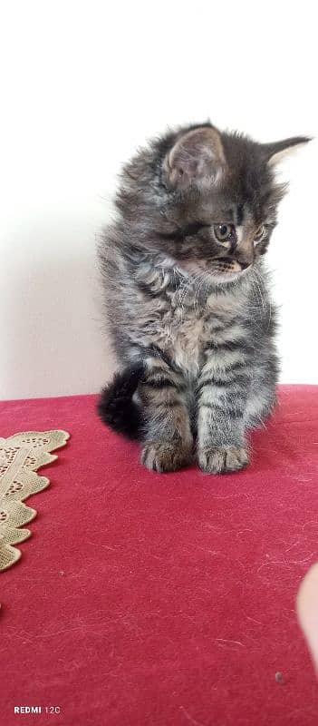 Pure Persian Triple coated male kitten 1