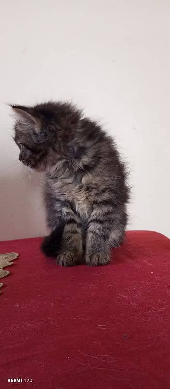 Pure Persian Triple coated male kitten 3