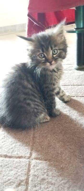 Pure Persian Triple coated male kitten 4