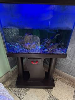 fish aquarium with oxygen and light and 5 fishs ha saat