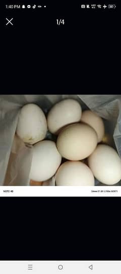 pure desi eggs