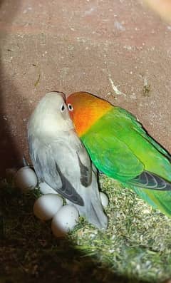 Green Opaline+White Opaline and Rosy Faced LoveBirds with eggs