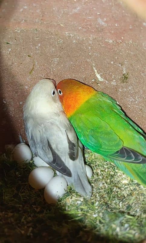 Green Opaline+White Opaline and Rosy Faced LoveBirds with eggs 0