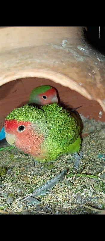 Green Opaline+White Opaline and Rosy Faced LoveBirds with eggs 1