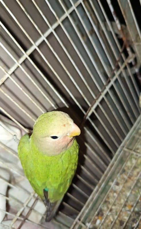 Green Opaline+White Opaline and Rosy Faced LoveBirds with eggs 2