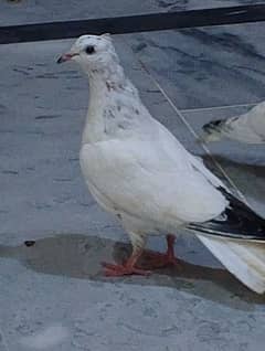 Pigeon