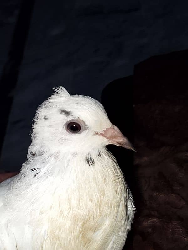 Pigeon pair for sale 1