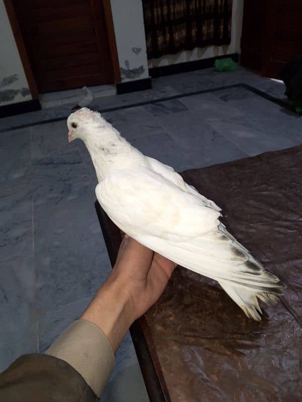 Pigeon pair for sale 3