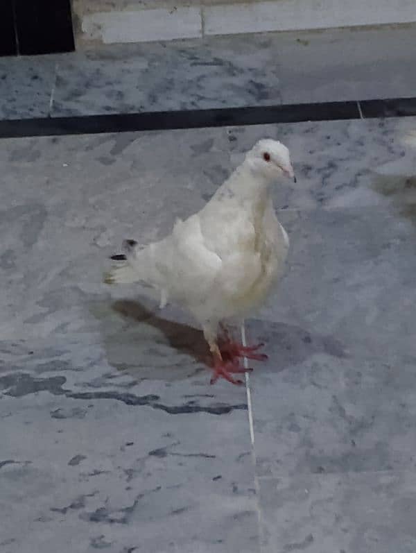 Pigeon pair for sale 5