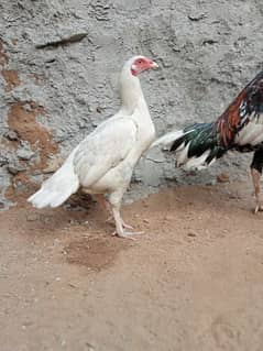 aseel male and female