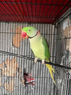 Raw parrot pair for sale