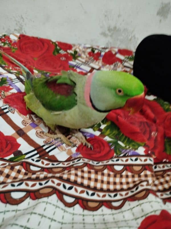 Talking parrot Raw breed 2