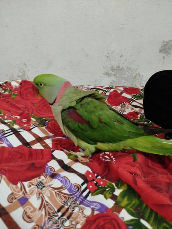 Talking parrot Raw breed 3