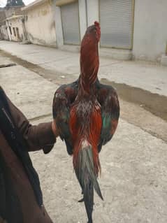 lakha murgha high quality bird