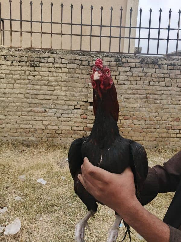 lakha murgha high quality bird 1