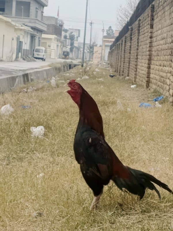 lakha murgha high quality bird 3